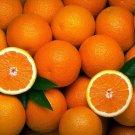 10 Orange tree bio seeds! delicious fruit!! Fresh From Portugal!D. João type! Free Shipping