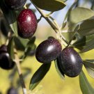 10 OLIVE TREE (Olea Europaea ) Bio Seeds! Free shipping!