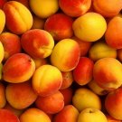 5 peach-tree bio seeds - delicious fruit