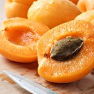 5 Apricot (Prunus armeniaca) -tree bio seeds - Delicious fruit!Easy to plant!!