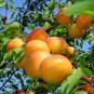5 Apricot (Prunus armeniaca) -tree bio seeds - Delicious fruit!Easy to plant!!