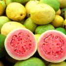 15 Guava tree bio seeds. Exotic plant, with delicious fruits! Free shipping