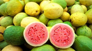 15 Guava tree bio seeds. Exotic plant, with delicious fruits! Free shipping