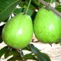 15 Guava tree bio seeds. Exotic plant, with delicious fruits! Free shipping