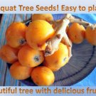 7 Loquat tree bio seeds!Delicious fruits! Free Shipping!
