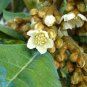 7 Loquat tree bio seeds!Delicious fruits! Free Shipping!