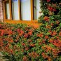 30 Seeds - Scarlet Firethorn Pyracantha coccinea Shrub Seeds! Free Shipping!