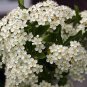 30 Seeds - Scarlet Firethorn Pyracantha coccinea Shrub Seeds! Free Shipping!