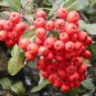 30 Seeds - Scarlet Firethorn Pyracantha coccinea Shrub Seeds! Free Shipping!
