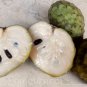 Cherimoya * 10 Bio Seeds * Anona muricata * Custard Apple Exotic plant, free shipping
