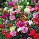 Free Shipping!! Carnation seeds mix (Dianthus caryophyllus ) 0,25grams . Exotic flower
