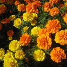 Free Shipping !! Marigolds Orange flame ( Tagetes patula nana ) +85 seeds Exotic flower