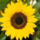 Free Shipping !! Sunflower (Helianthus annuus) 15 seeds, 1,5 grams. Exotic flower