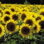 Free Shipping !! Sunflower (Helianthus annuus) 15 seeds, 1,5 grams. Exotic flower