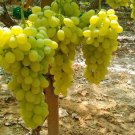 Free Shipping!! 10 Grape bio seeds - type Dona Maria - from Portugal. Delicious fruits!