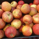 Free Shipping!! 10 Apple tree bio seeds. Royal Gala, with delicious fruits!