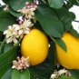 10 Lemon tree seeds! delicious fruit!! Fresh bio seeds From Portugal! Free Shipping