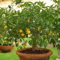 10 Lemon tree seeds! delicious fruit!! Fresh bio seeds From Portugal! Free Shipping