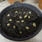 10 Lemon tree seeds! delicious fruit!! Fresh bio seeds From Portugal! Free Shipping