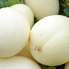 Free Shipping!10 White melon seeds! delicious fruit!! Fresh bio seeds From Portugal!