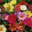 Free Shipping!! Moss Rose ( Portucala grandiflora ) seeds mix - 60 seeds , 0,2grams . Exotic flower