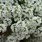 Free Shipping !! Alyssum White ( Lobularia maritima ) seeds +150 seeds , 0,15 grams . Exotic flower