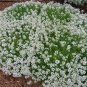 Free Shipping !! Alyssum White ( Lobularia maritima ) seeds +150 seeds , 0,15 grams . Exotic flower