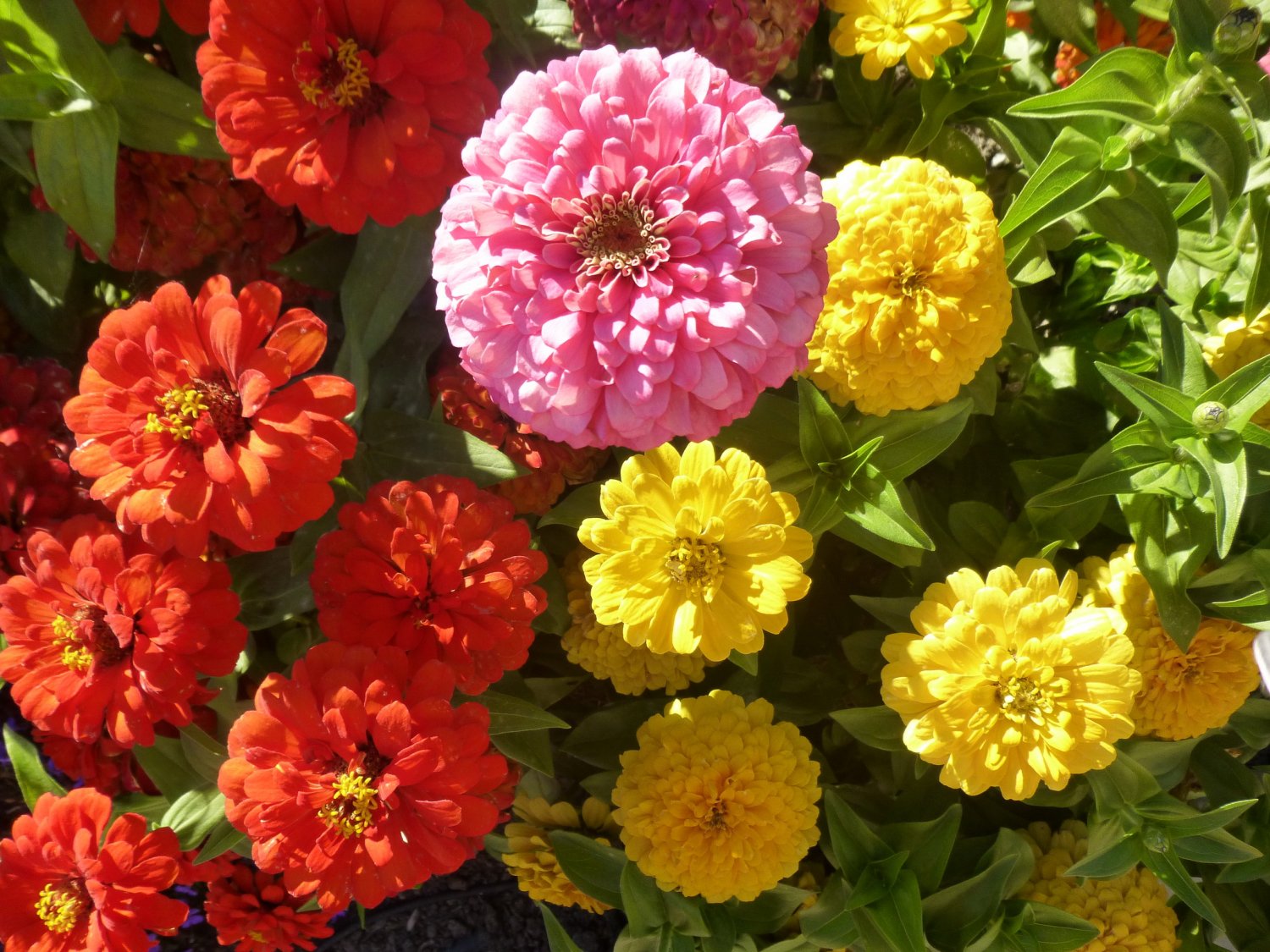 Zinnia Flower