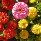 Free Shipping!! Zinnia, Dahlia flowered mixed (Zinnia elegans) + 40 seeds, 1,2 grams . Exotic flower