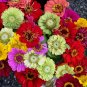 Free Shipping!! Zinnia, Dahlia flowered mixed (Zinnia elegans) + 40 seeds, 1,2 grams . Exotic flower