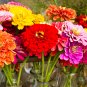 Free Shipping!! Zinnia, Dahlia flowered mixed (Zinnia elegans) + 40 seeds, 1,2 grams . Exotic flower