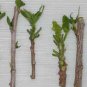 Free shipping!! Hydrangea cuttings !Plant your flowers!!Very easy to plant!!