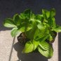 Free shipping!! Hydrangea cuttings !Plant your flowers!!Very easy to plant!!