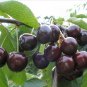 Tree cuttings!! Cherry (P. avium) tree cuttings Burlat Variety !!Delicious fruit! Easy to plant!!
