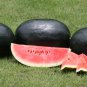 Free Shipping!10 Watermelon tree seeds! delicious fruit!! Fresh bio seeds From Portugal!