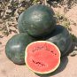 Free Shipping!10 Watermelon tree seeds! delicious fruit!! Fresh bio seeds From Portugal!