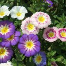 Free Shipping!! Dwarf morning glory (Convolvulus tricolor) mix seeds +120 seeds. Exotic flower