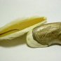 Free Shipping! 1 mango tree seed - delicious fruit! Palmer type Fresh bio seeds From Portugal!