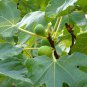 Free Shipping!! 5 Honey Fig cuttings!Plant your figs !!Delicious fruit! Very easy to plant!!