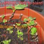 Free Shipping!! 5 Honey Fig cuttings!Plant your figs !!Delicious fruit! Very easy to plant!!