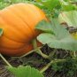 Free Shipping!15 pumpkin tree seeds! delicious vegetable!! Fresh bio seeds From Portugal