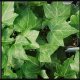 4inches Pot Plants