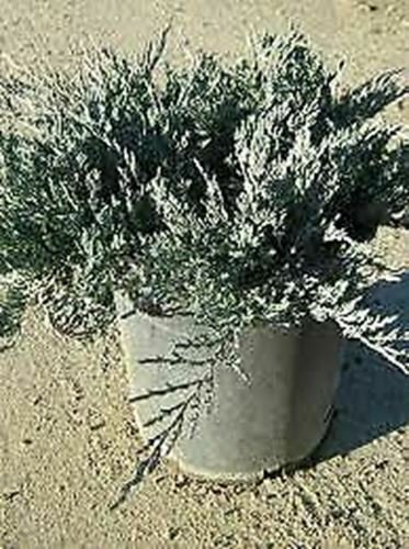 Junius Horizbar Harbor Bar Harbor Juni Outdoor Plant 1gallon Live Plant