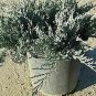 Junius Horizbar Harbor Bar Harbor Juni Outdoor Plant 1gallon Live Plant