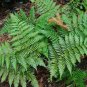 Autumn  Indoor Houses Air Purifying Shrub S Live plant 4inPot  Indoor NNPLANT