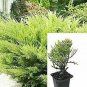 Sea Green Juni Juniusea Green Evergreen Groundcover Outdoor Galfr Plant 1gallon