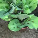 Prayer Green Maranta 4?¢‚Ǩ?°?ɂÄû?ɬ??¢ÀÜ?°?ɂÄò?¢ÀÜ?°?è‚Ǩ Tropical Indoor Live