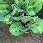 Prayer Green Maranta 4?¢‚Ǩ?°?ɂÄû?ɬ??¢ÀÜ?°?ɂÄò?¢ÀÜ?°?è‚Ǩ Tropical Indoor Live