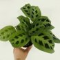 Prayer Green Maranta 4?¢‚Ǩ?°?ɂÄû?ɬ??¢ÀÜ?°?ɂÄò?¢ÀÜ?°?è‚Ǩ Tropical Indoor Live