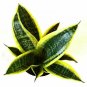 Variegated Snake Sanseveria Impossible To Kill!  Live Plant NN7 4inPot  Indoor C